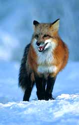 Red fox - common in the Liechtenstein mountains