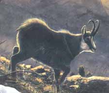 The mounatain goat or Gams, common in the Liechtenstein mountains